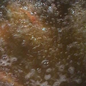 Meet your Posher, Maurice